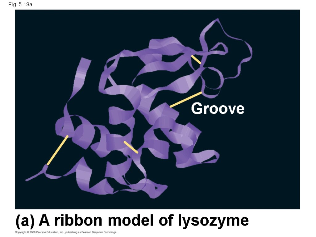 Fig. 5-19a A ribbon model of lysozyme (a) Groove